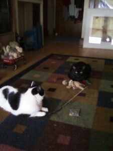 Molly and Felix