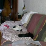 Molly and Felix Sleeping