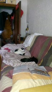 Molly and Felix Sleeping