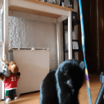 favorite toy