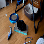 laying on scratcher