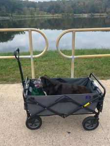 Brewster in his wagon