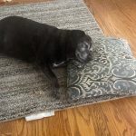 Brewster nap time