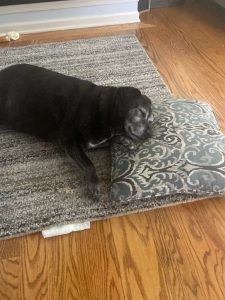 Brewster nap time