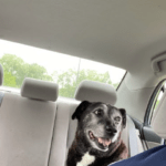 Brewster Car Ride