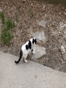 Felix loves outside
