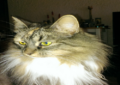 Bella
