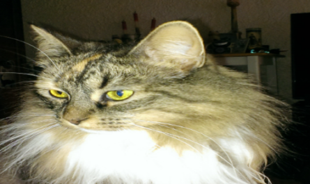Bella
