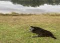 Brewster relaxing by the lake