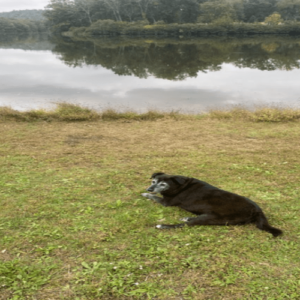 Brewster relaxing by the lake