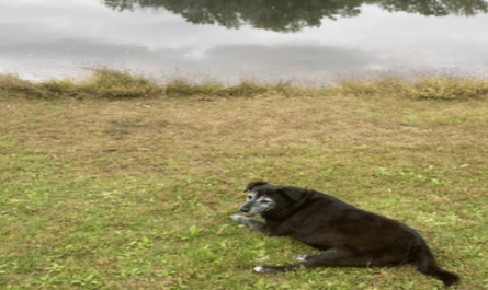 Brewster relaxing by the lake