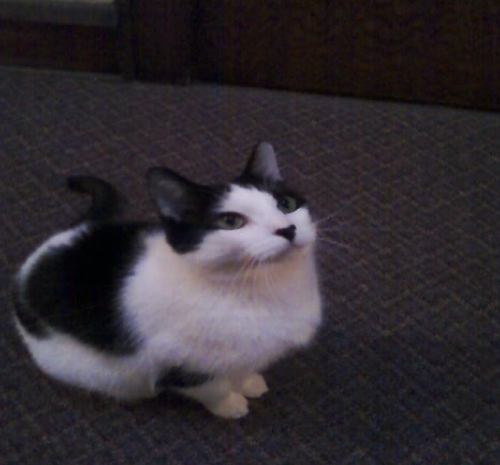 Felix