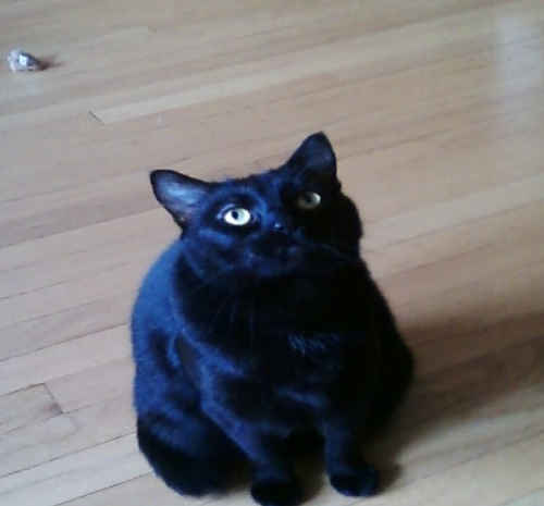 Molly