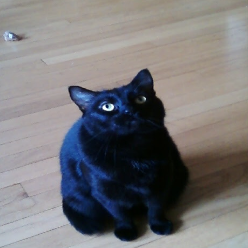 Molly