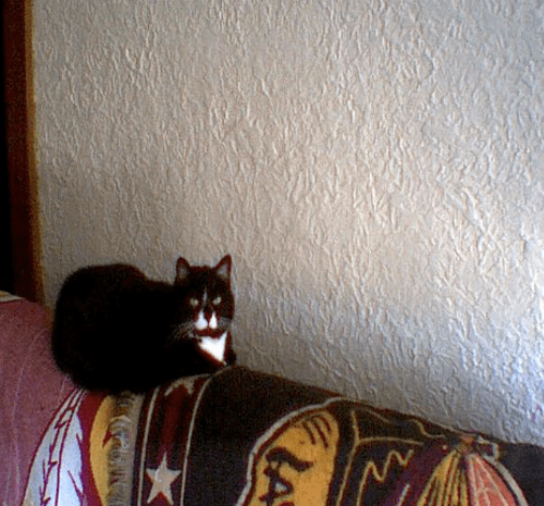 Moxie