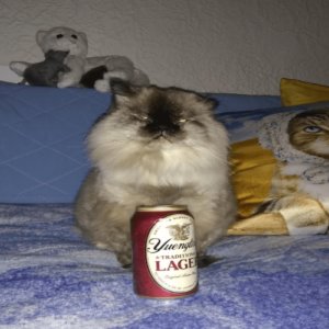 Yuengling is good beer
