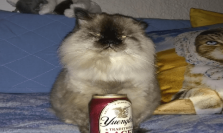 Yuengling is good beer
